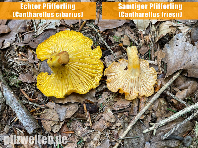 Echter Pfifferling, Cantharellus cibarius