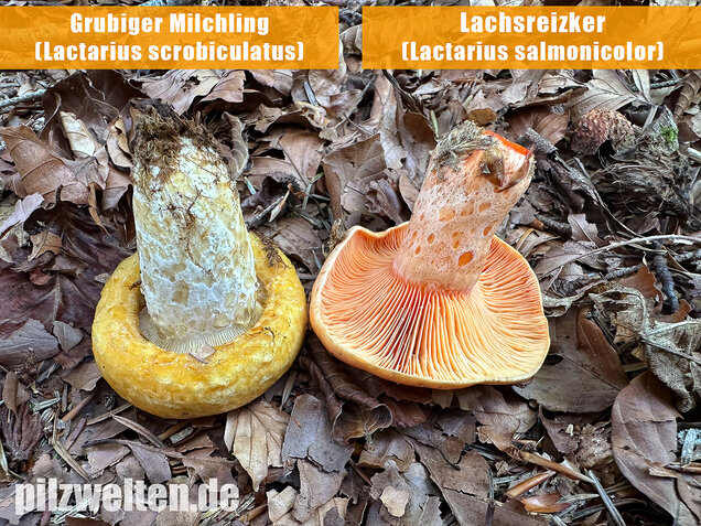 Lachsreizker, Lactarius salmonicolor