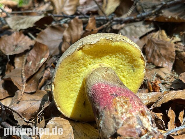 Schönfußröhrling, Caloboletus calopus