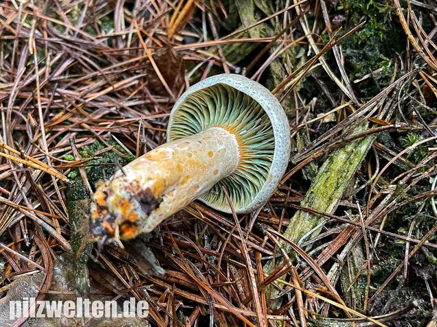 Spangrüner Kiefernreizker, Lactarius semisanguifluus