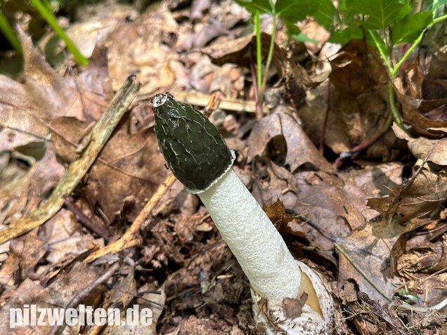 Stinkmorchel, Hexenei, Phallus impudicus