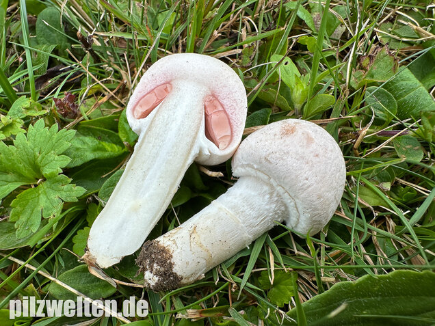 Wiesenchampignon, Wiesenegerling, Erdgürtel, Agaricus campestris