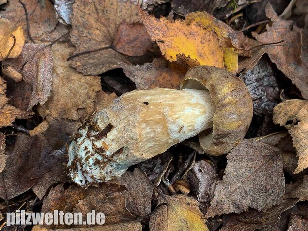 Wollstieliger Raufußröhrling, Leccinum cyaneobasileucum