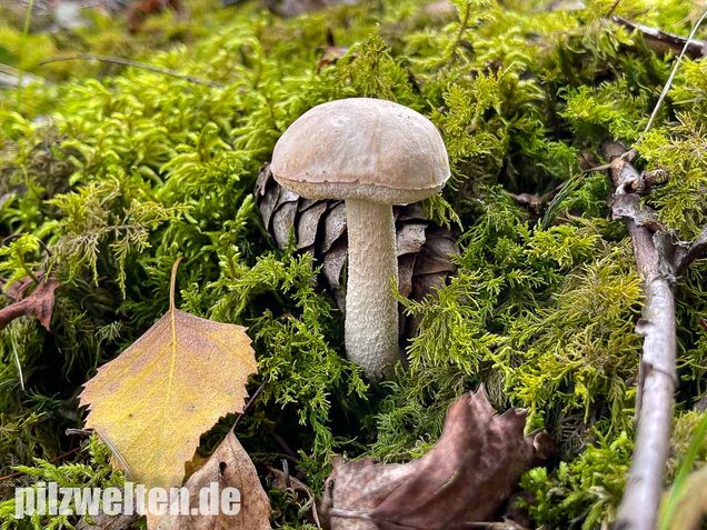 Wollstieliger Raufußröhrling (weiße Form), Leccinum cyaneobasileucum
