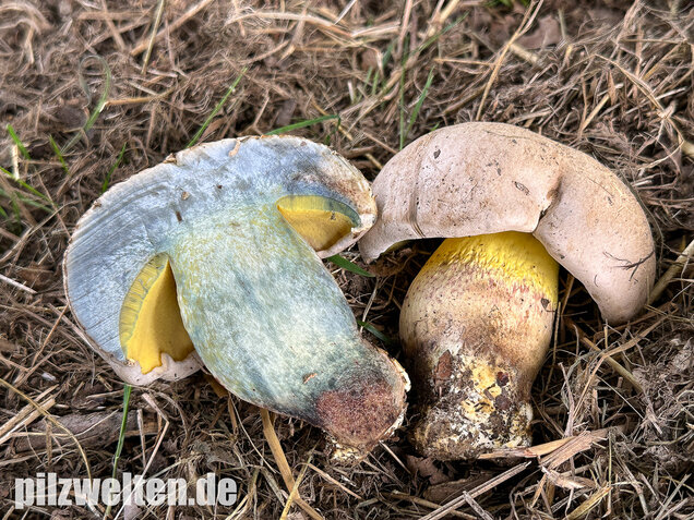 Wurzelnder Bitterröhrling, Caloboletus radicans