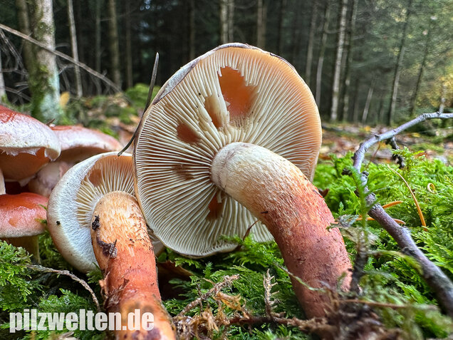 Ziegelroter Schwefelkopf, Hypholoma lateritium