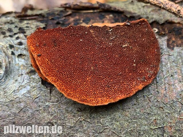 Zinnoberrote Tramete, Pycnoporus cinnabarinus