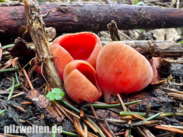 Scharlachroter Kelchbecherling, Österreichischer Prachtbecherling, Sarcoscypha austriaca & coccinea