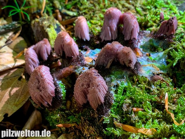 Zusammenfließendes Fadenkeulchen, Stemonitis splendens