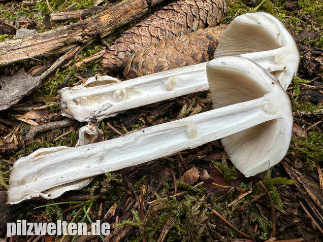 Zweifarbiger Scheidenstreifling, Unterteilter Streifling, Amanita battarrae