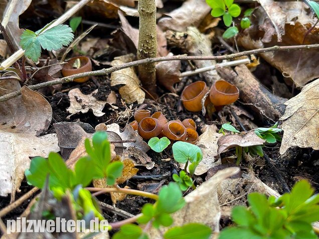 Anemonenbecherling, Sklerotienbecherling, Dumontinia tuberosa