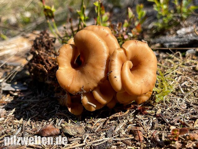 Aniszähling, Lentinellus cochleatus