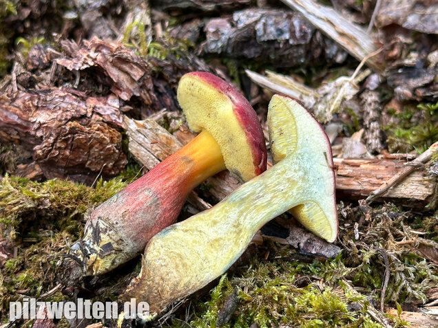 Blutroter Filzröhrling, Blutroter Gartenfilzröhrling, Hortiboletus rubellus