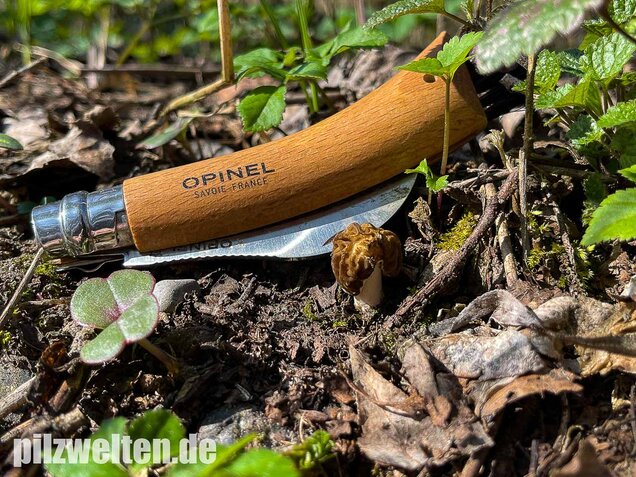 Böhmische Verpel, Verpa bohemica