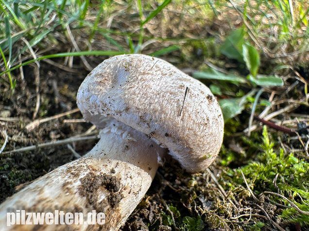 Braunschuppiger Wiesenchampignon, Agaricus moellerianus