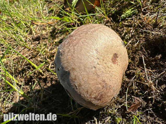 Braunschuppiger Wiesenchampignon, Agaricus moellerianus