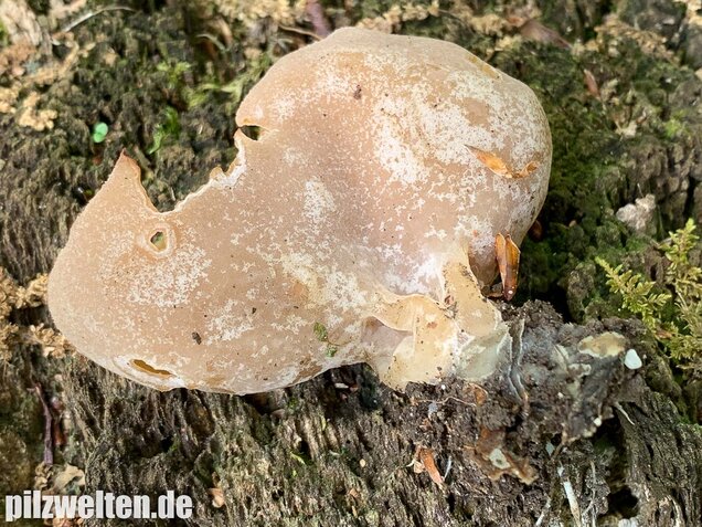 Buchenwaldbecherling, Peziza arvernensis