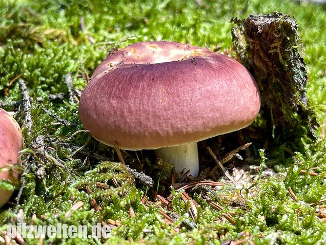 Speisetäubling, Russula vesca