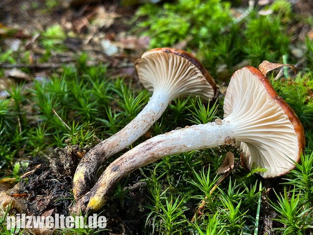 Gefleckter Gelbfuß, Gomphidius maculatus