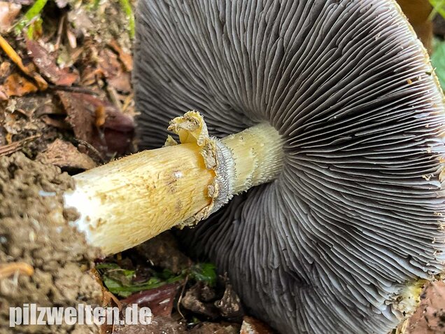 Gelber Riesenträuschling, Stropharia rugosoannulata forma lutea