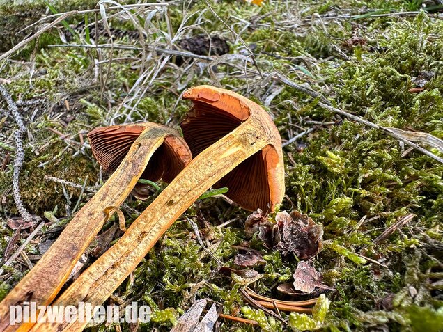 Orangerandiger Hautkopf, Cortinarius malicorius