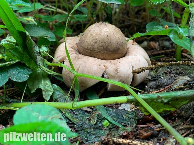 Gewimperter Erdstern, Geastrum fimbriatum