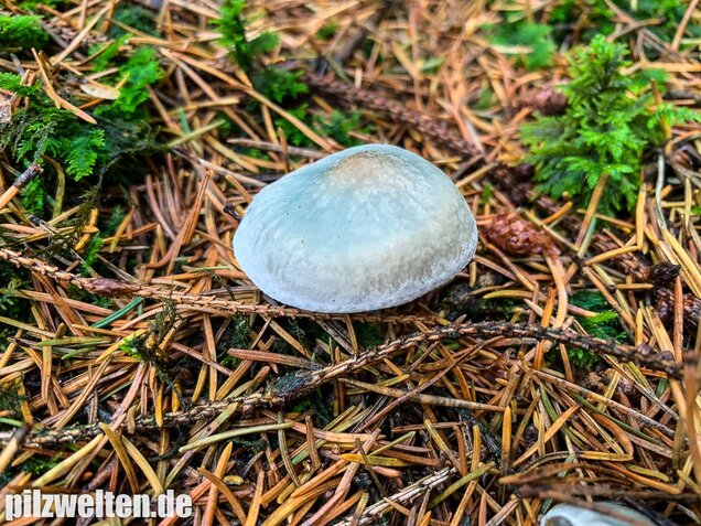 Grüner Anistrichterling, Clitocybe odora