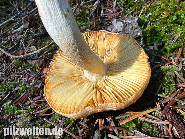 Hohlstieltäubling, Weißtannentäubling, Russula cavipes
