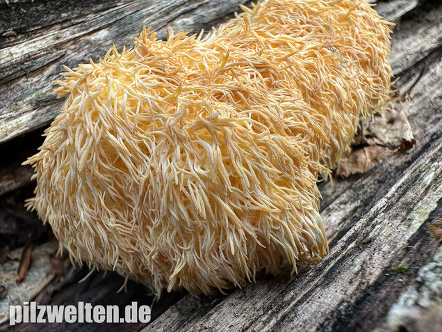 Igelstachelbart, Lion's mane Mushroom, Hericium erinaceus