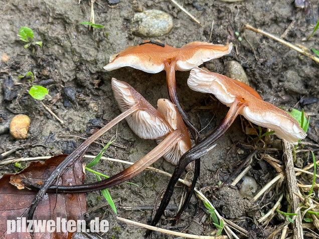 Kohlstinkschwindling, Gymnopus brassicolens