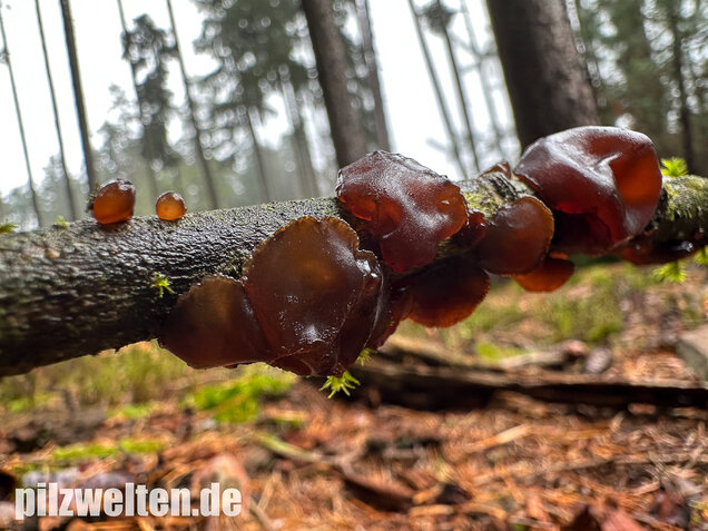 Kreisel-Drüsling, Exidia recisa