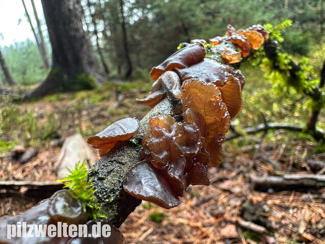 Kreisel-Drüsling, Exidia recisa