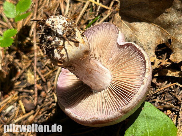 Verfärbender Schleimkopf, Cortinarius largus