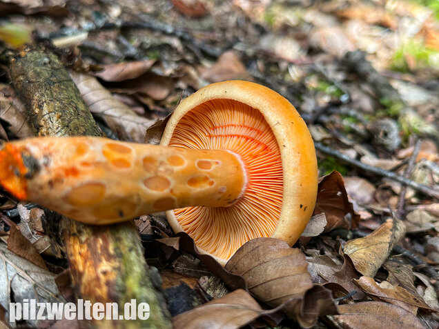 Lachsreizker, Lactarius salmonicolor