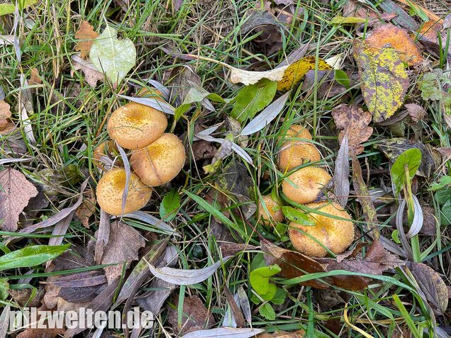 Laubholzhallimasch, Armillaria gallica