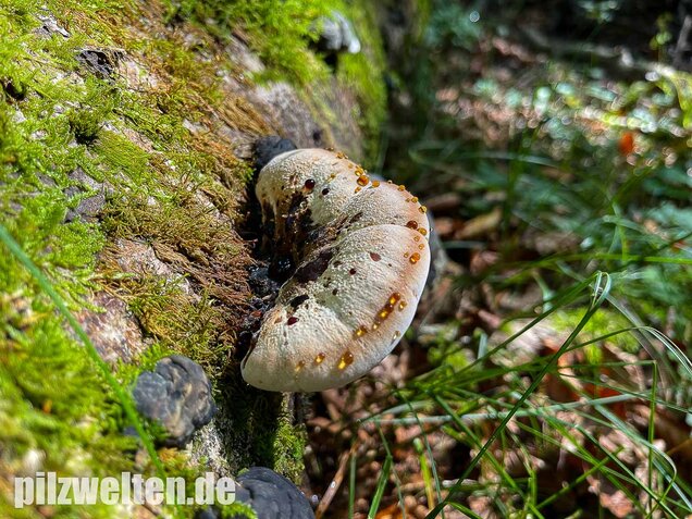 Laubholzharzporling, Ischnoderma resinosum