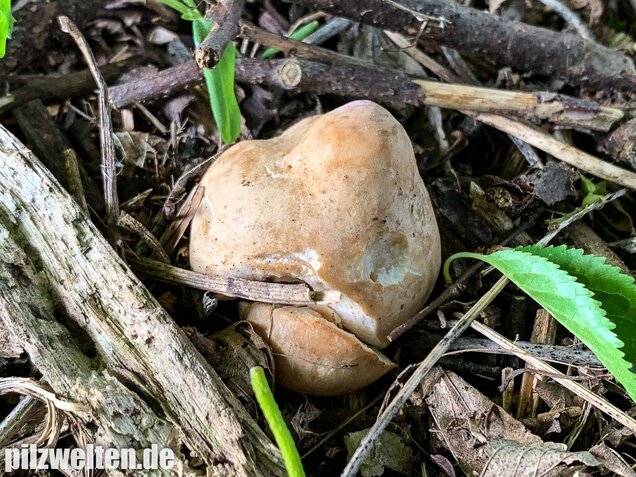 Mairitterling, Georgsritterling, Calocybe gambosa