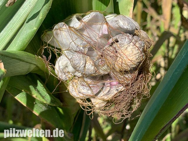 Maisbeulenbrand, Ustilago maydis