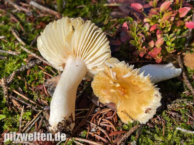 Milder Wachstäubling, Mädchentäubling, Russula puellaris