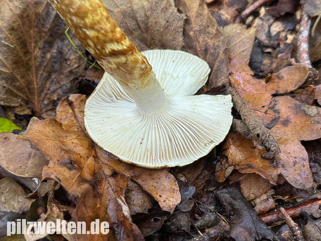 Zweifarbiger Schneckling, Olivbraungestiefelter Schneckling, Hygrophorus persoonii