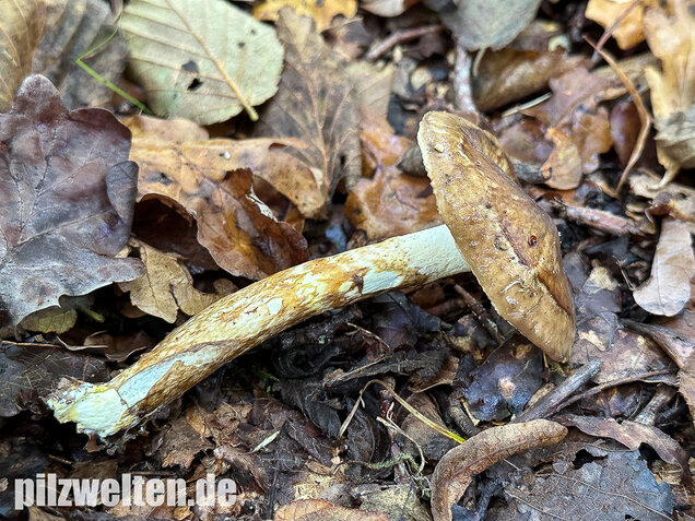 Zweifarbiger Schneckling, Olivbraungestiefelter Schneckling, Hygrophorus persoonii