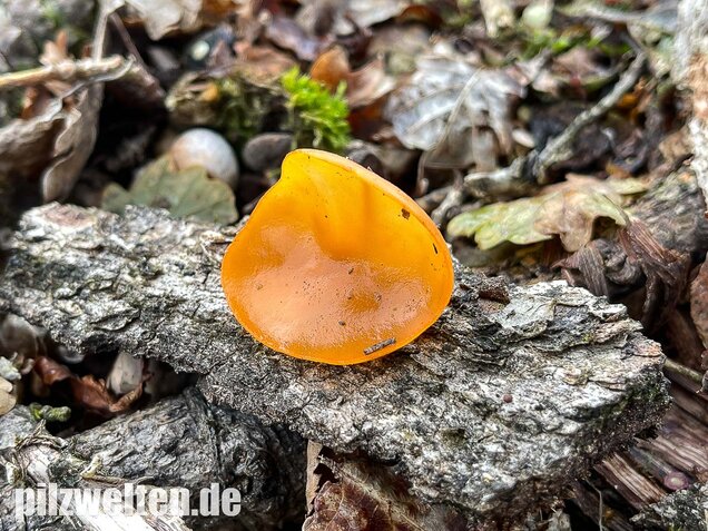 Orangebecherling, Aleuria aurantia