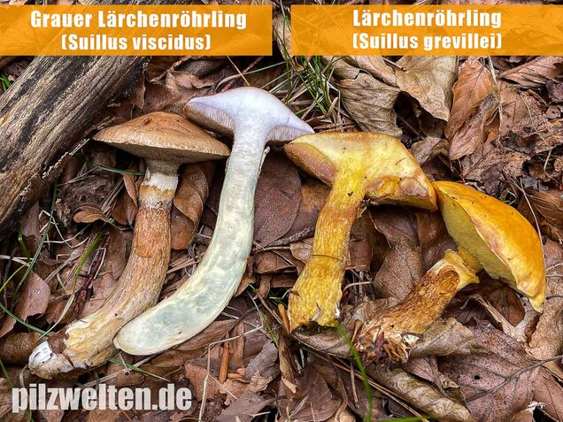 Grauer Lärchenröhrling, Suillus viscidus