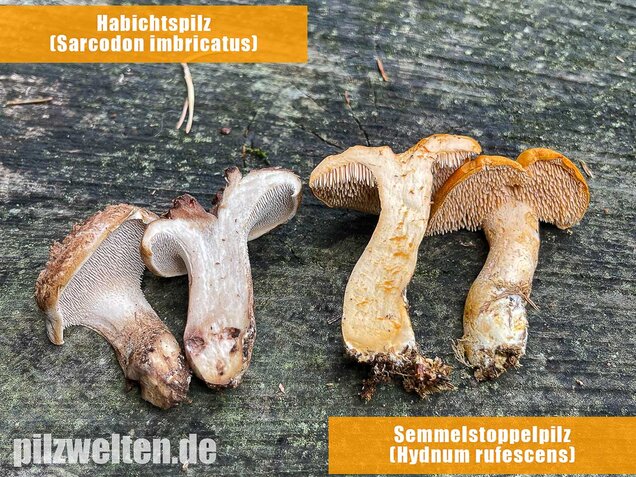 Habichtspilz, Sarcodon imbricatus