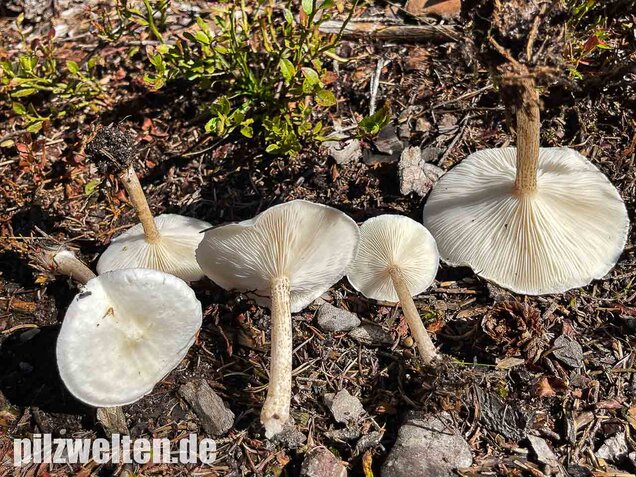 Raustielweichritterling, Melanoleuca verrucipes
