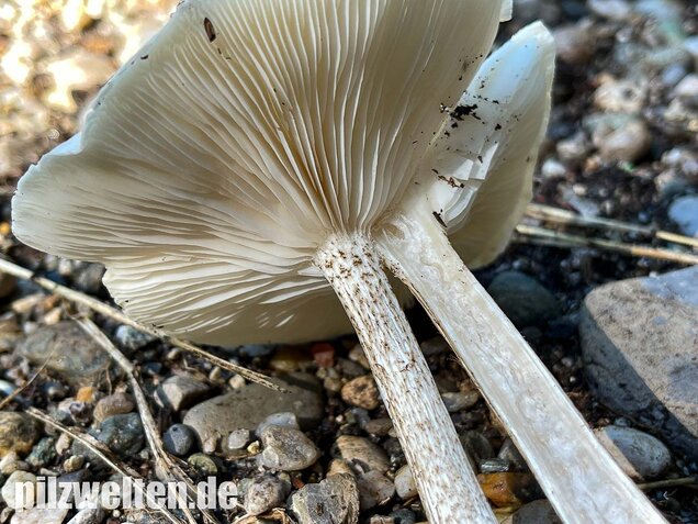 Raustielweichritterling, Melanoleuca verrucipes