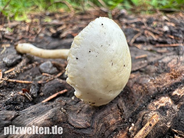 Weißer Ackerling, Rissiger Ackerling, Agrocybe dura