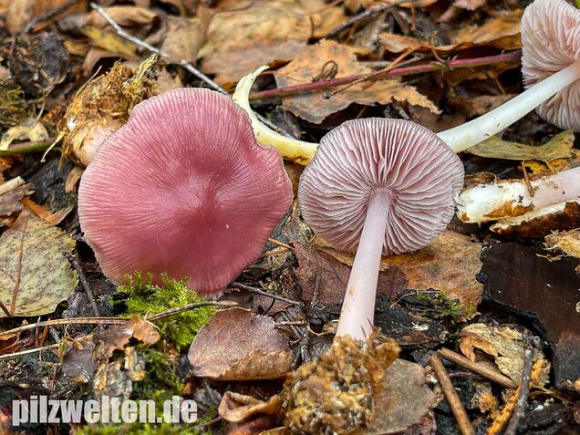Rosa Rettichhelmling, Mycena rosea
