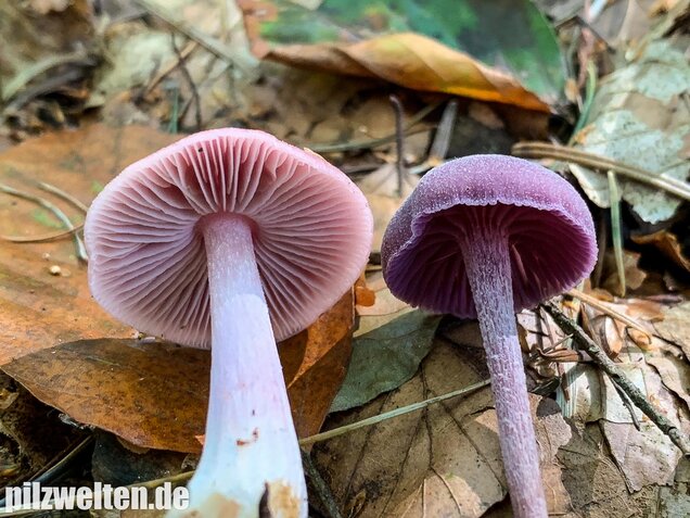 Rosa Rettichhelmling, Mycena rosea
