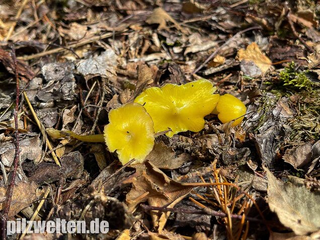 Safrangelber Saftling, Hygrocybe acutoconica